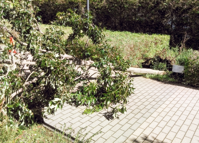 台風で倒れた植木